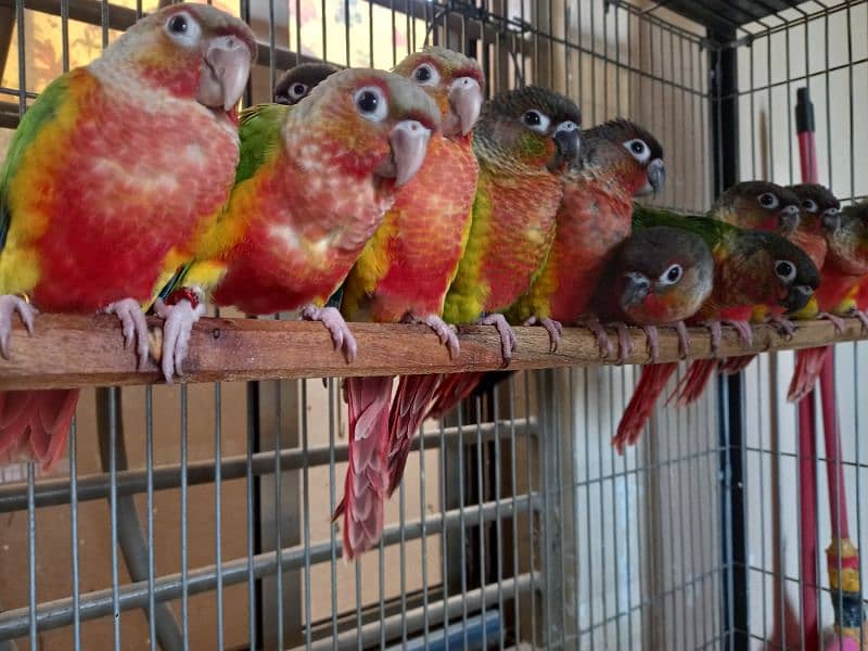 african grey/gray female parrot/conures 7