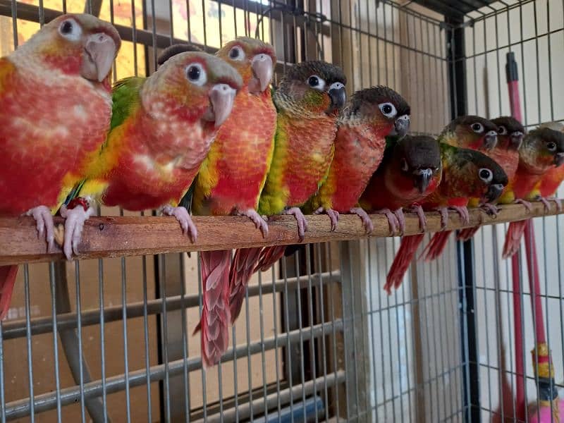 african grey/gray female parrot/conures 12