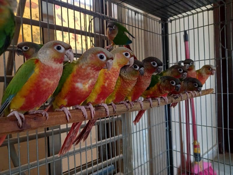 african grey/gray female parrot/conures 14