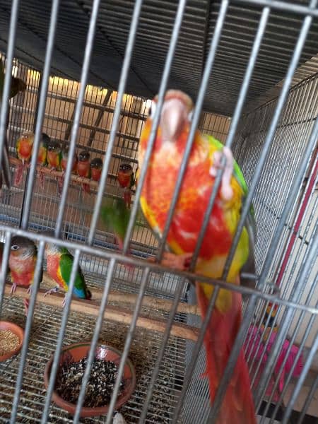 african grey/gray female parrot/conures 16
