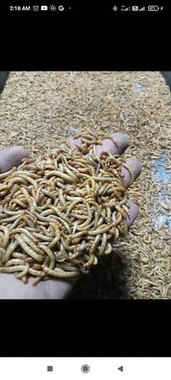 mealworms  USA breed rs 3