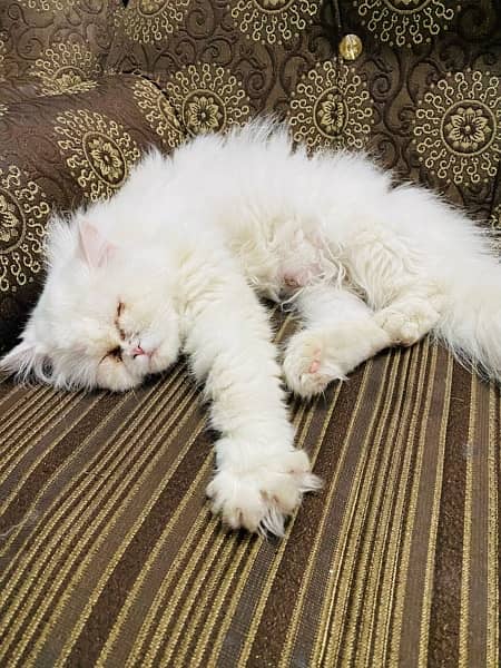 persian female cat 2
