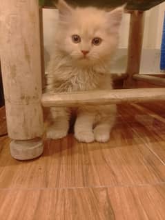 Pure Persian male kitten 0