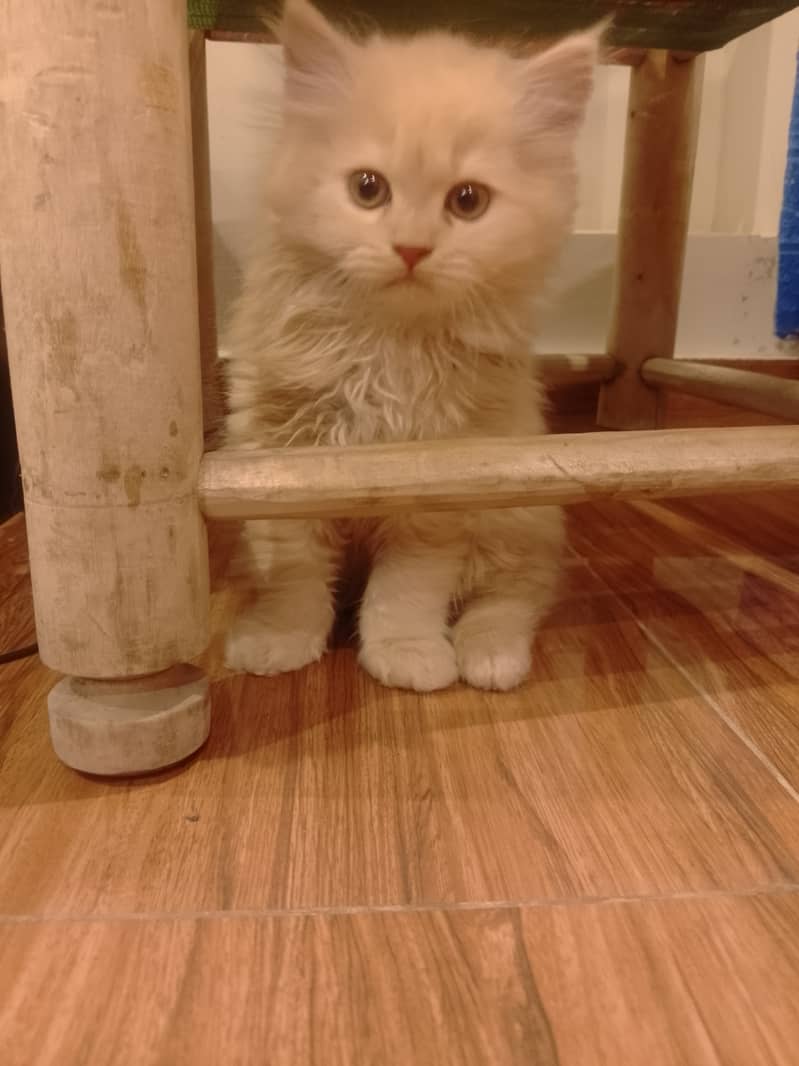 Pure Persian male kitten 0