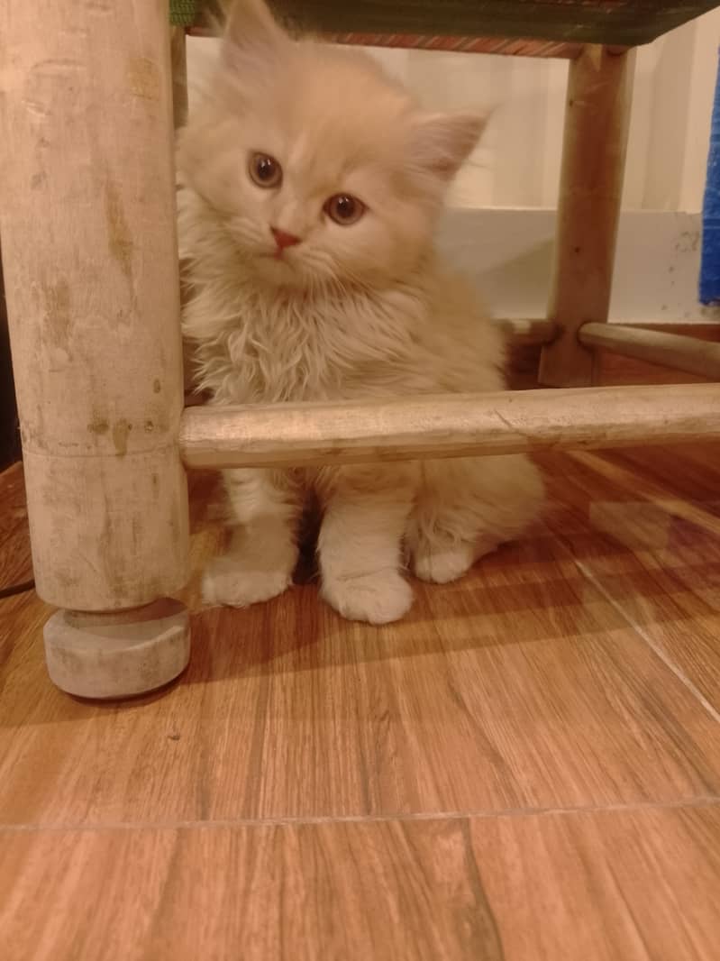 Pure Persian male kitten 1