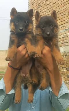 German shepherd double court jury 2 money for sale Available?
