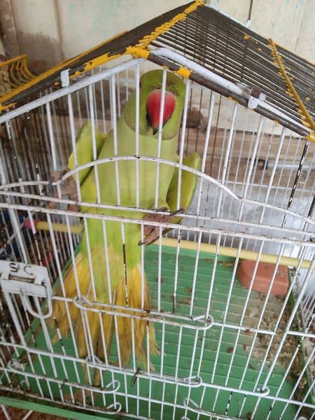 Green Parrot 1