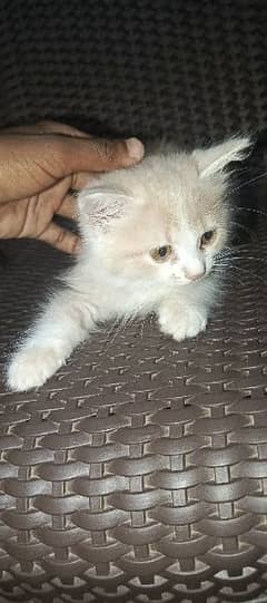 male and female kittens 3 month k hain dono