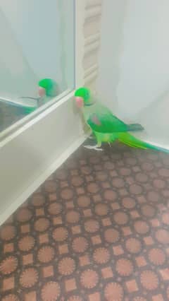 parrot /parrot talking
