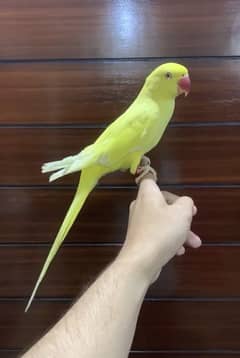 Yellow Ringneck handtame/friendly parrot for new home