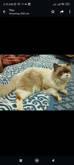 Persian cat and colour full eyes