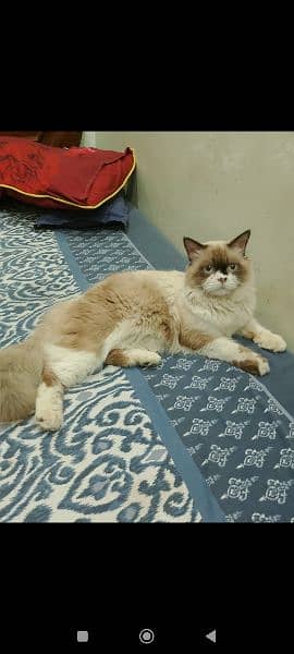 Persian cat and colour full eyes 3