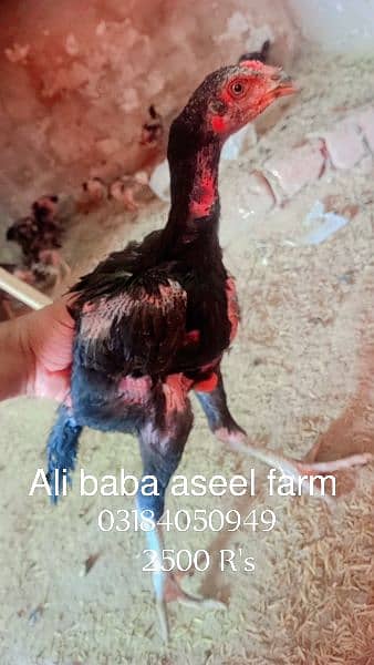 all types of aseel chicks available at Ali baba aseel farm 10