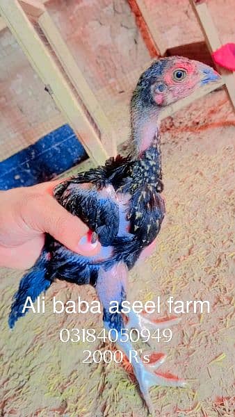 all types of aseel chicks available at Ali baba aseel farm 11
