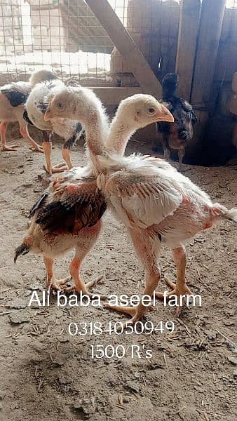 all types of aseel chicks available at Ali baba aseel farm 14
