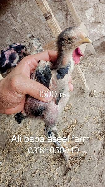 all types of aseel chicks available at Ali baba aseel farm 15