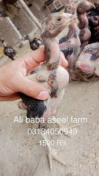 all types of aseel chicks available at Ali baba aseel farm 18