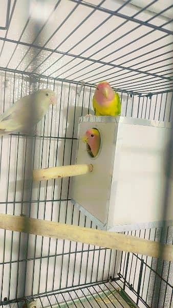 I want to sale my healthy breader pair ringing birds 2