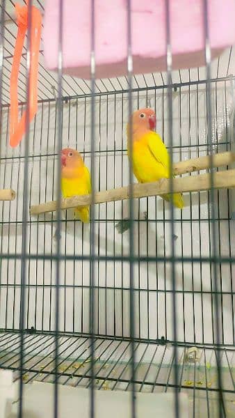 I want to sale my healthy breader pair ringing birds 6