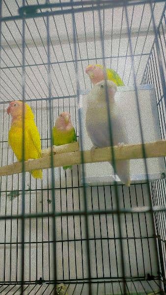 I want to sale my healthy breader pair ringing birds 7
