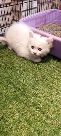 Variety of persian cats and kittens