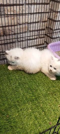 persian cats and kittens