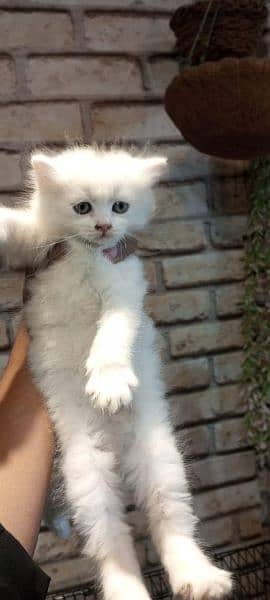persian cats and kittens 2