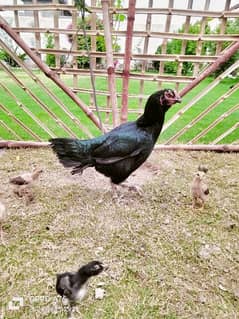 home breed hens pathay pathia chicks for sale pure aseel mianwali