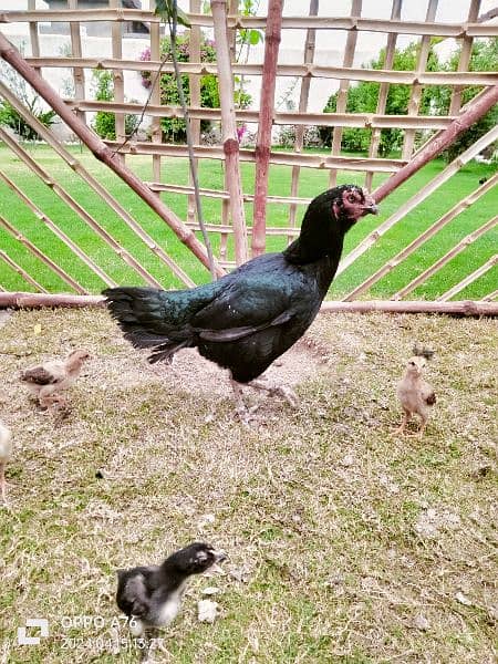 home breed hens pathay pathia chicks for sale pure aseel mianwali 0