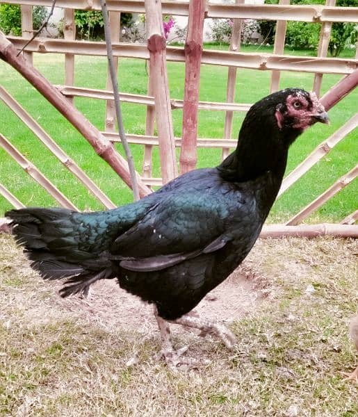 home breed hens pathay pathia chicks for sale pure aseel mianwali 1