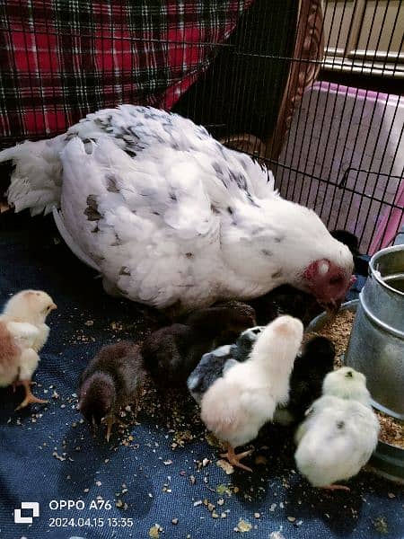 home breed hens pathay pathia chicks for sale pure aseel mianwali 2