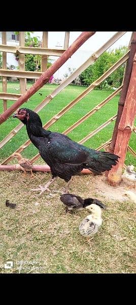 home breed hens pathay pathia chicks for sale pure aseel mianwali 3