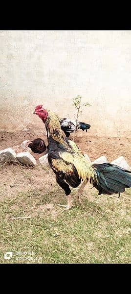 home breed hens pathay pathia chicks for sale pure aseel mianwali 4