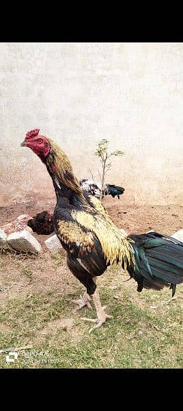 home breed hens pathay pathia chicks for sale pure aseel mianwali 5