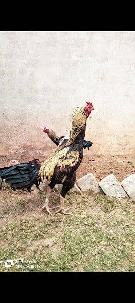 home breed hens pathay pathia chicks for sale pure aseel mianwali 6