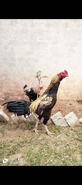 home breed hens pathay pathia chicks for sale pure aseel mianwali 7