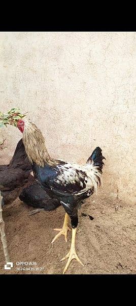 home breed hens pathay pathia chicks for sale pure aseel mianwali 8