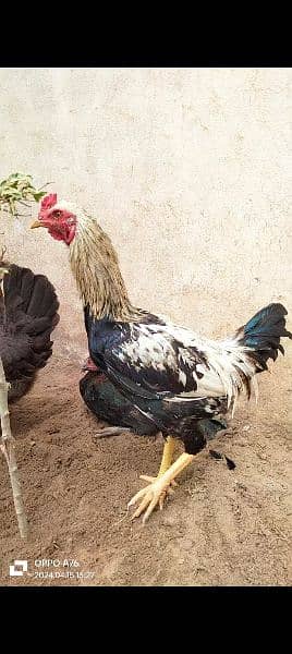 home breed hens pathay pathia chicks for sale pure aseel mianwali 9
