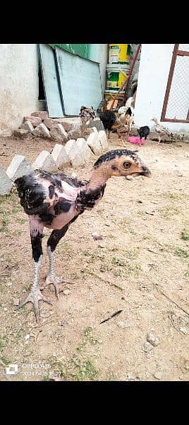 home breed hens pathay pathia chicks for sale pure aseel mianwali 10