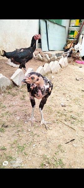 home breed hens pathay pathia chicks for sale pure aseel mianwali 11