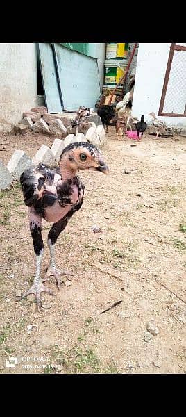 home breed hens pathay pathia chicks for sale pure aseel mianwali 12