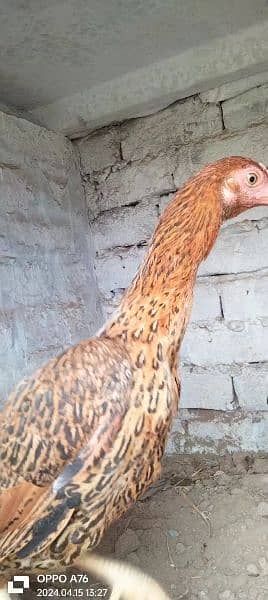 home breed hens pathay pathia chicks for sale pure aseel mianwali 13