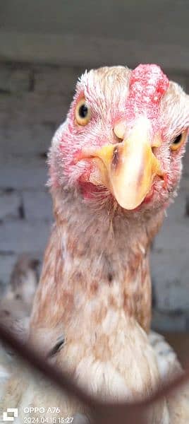 home breed hens pathay pathia chicks for sale pure aseel mianwali 14