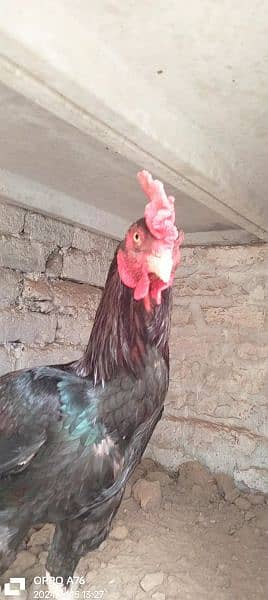 home breed hens pathay pathia chicks for sale pure aseel mianwali 15