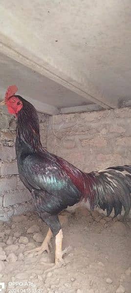 home breed hens pathay pathia chicks for sale pure aseel mianwali 16