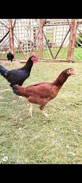 home breed hens pathay pathia chicks for sale pure aseel mianwali 17