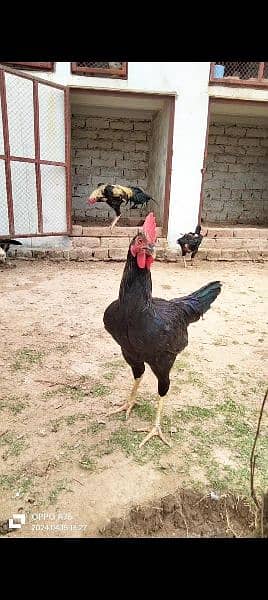 home breed hens pathay pathia chicks for sale pure aseel mianwali 18