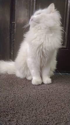 Persian kitten 6 month old blue eyes 0