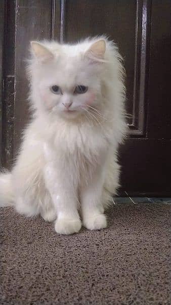 Persian kitten 6 month old blue eyes 4