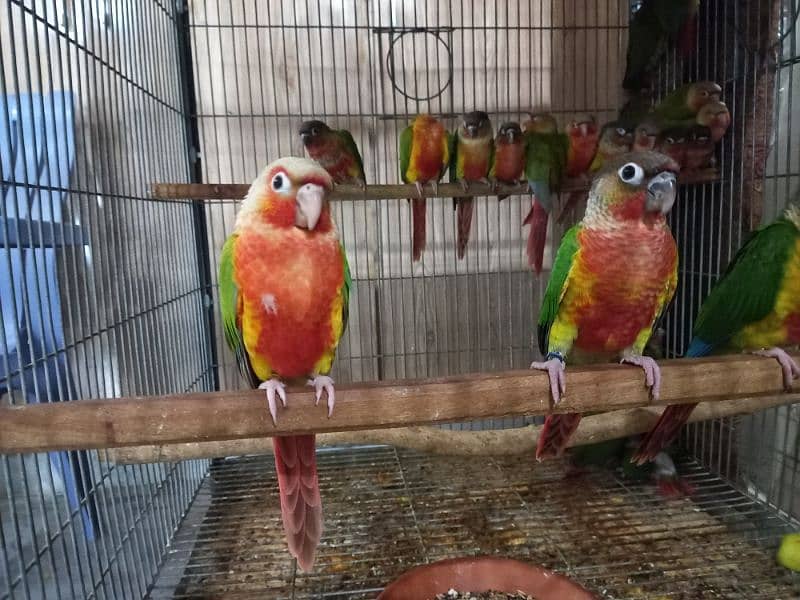 african grey/gray female parrot/conures 19